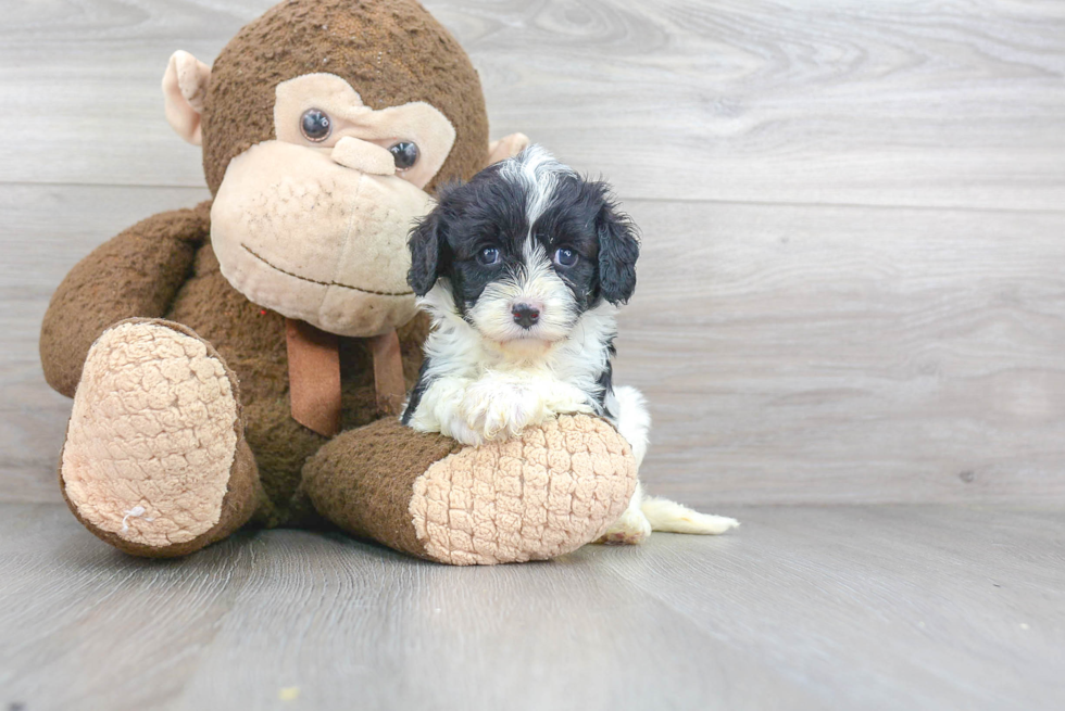 Popular Cavapoo Poodle Mix Pup