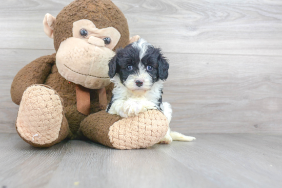 Popular Cavapoo Poodle Mix Pup