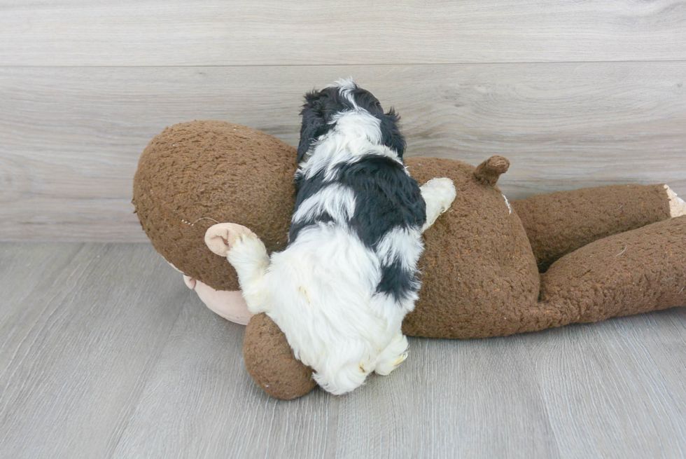 Cavapoo Pup Being Cute