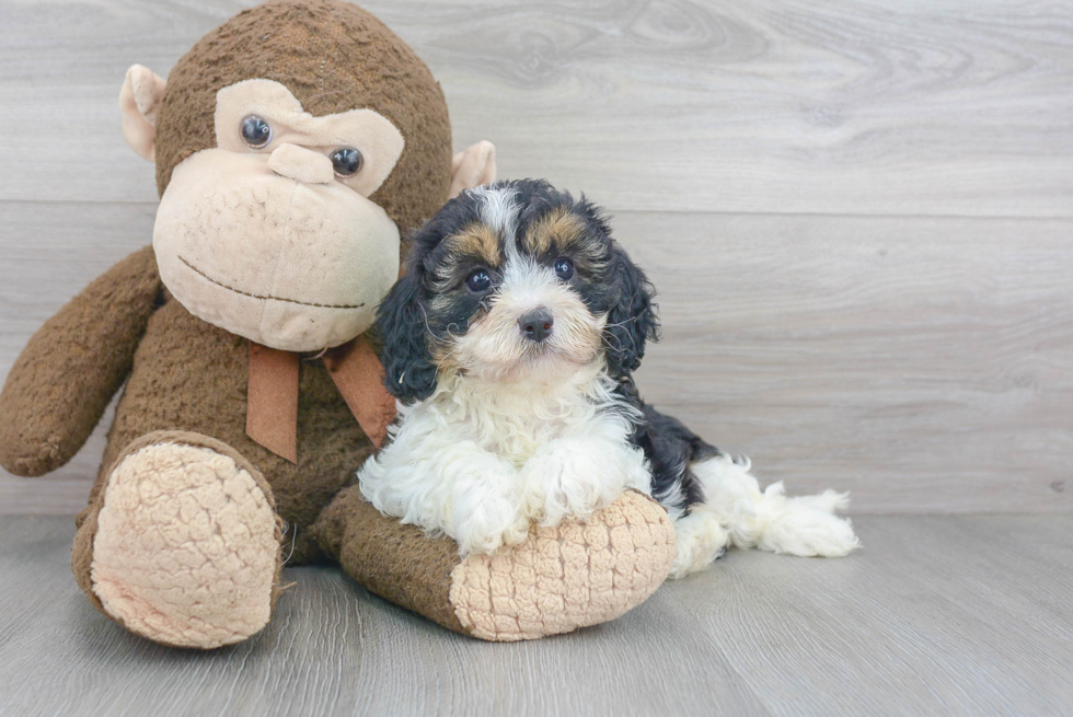 Best Cavapoo Baby