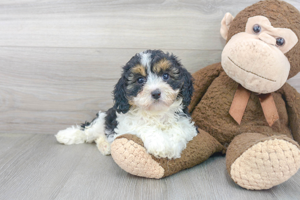 Best Cavapoo Baby