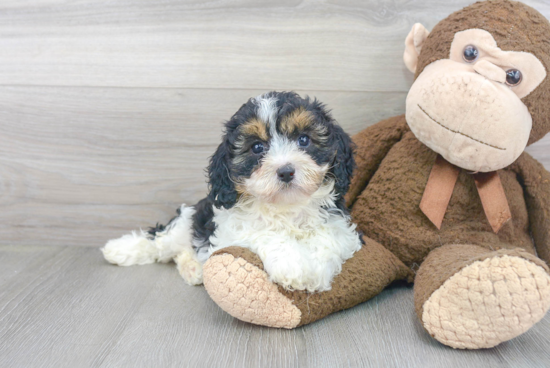 Best Cavapoo Baby