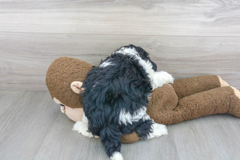 Friendly Cavapoo Baby