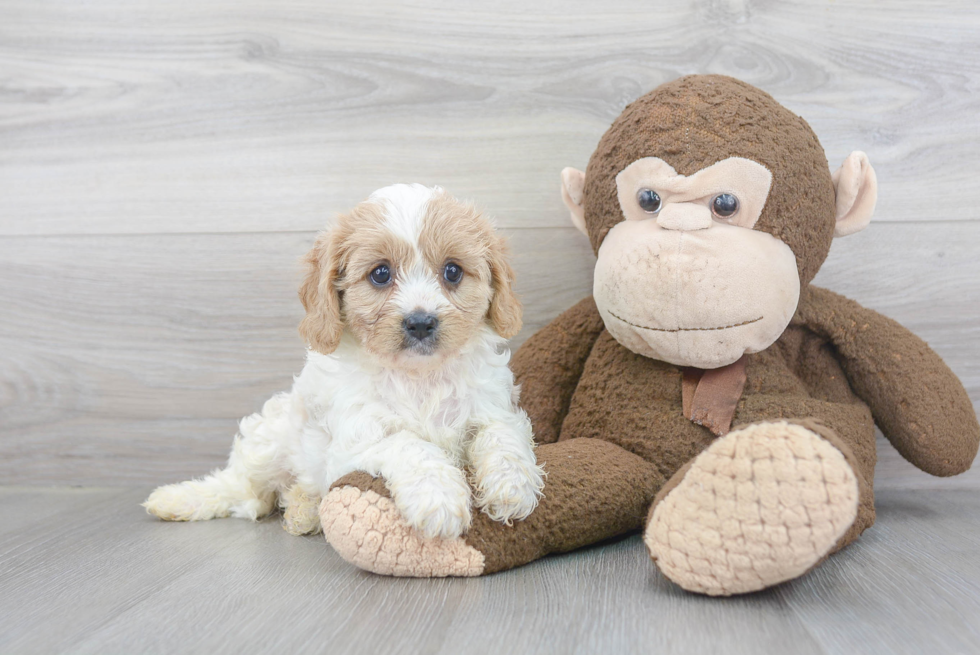 Best Cavapoo Baby