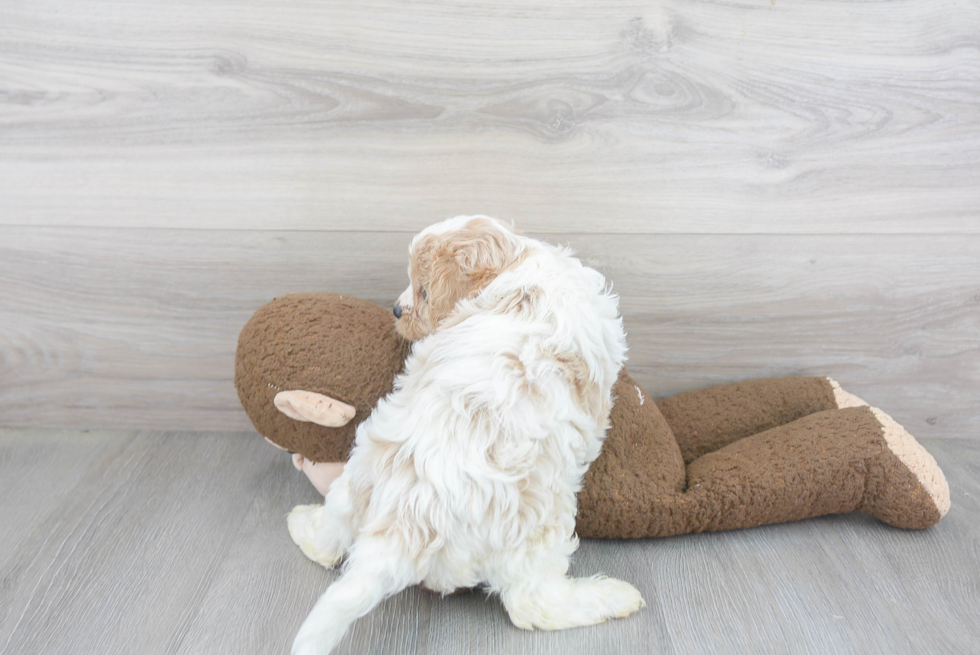 Cavapoo Pup Being Cute