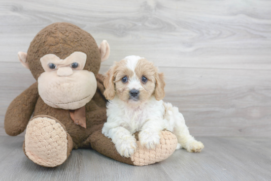 Funny Cavapoo Poodle Mix Pup