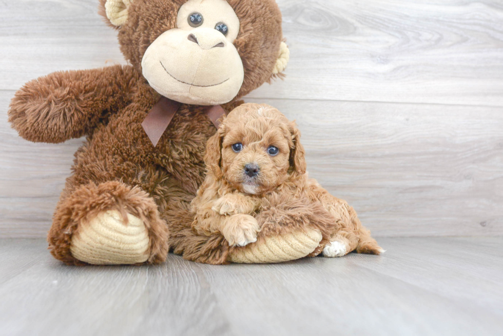 Petite Cavapoo Poodle Mix Pup