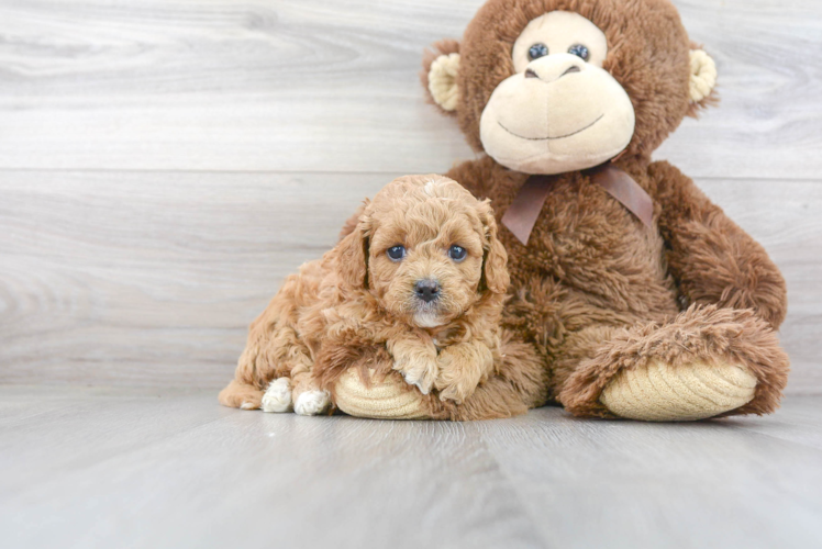 Cavapoo Puppy for Adoption