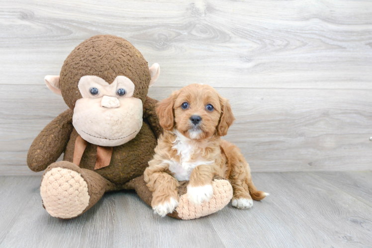 Cavapoo Pup Being Cute