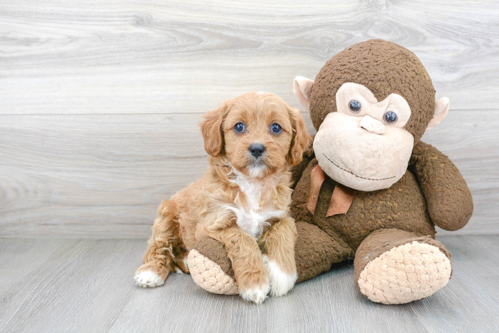 Funny Cavapoo Poodle Mix Pup