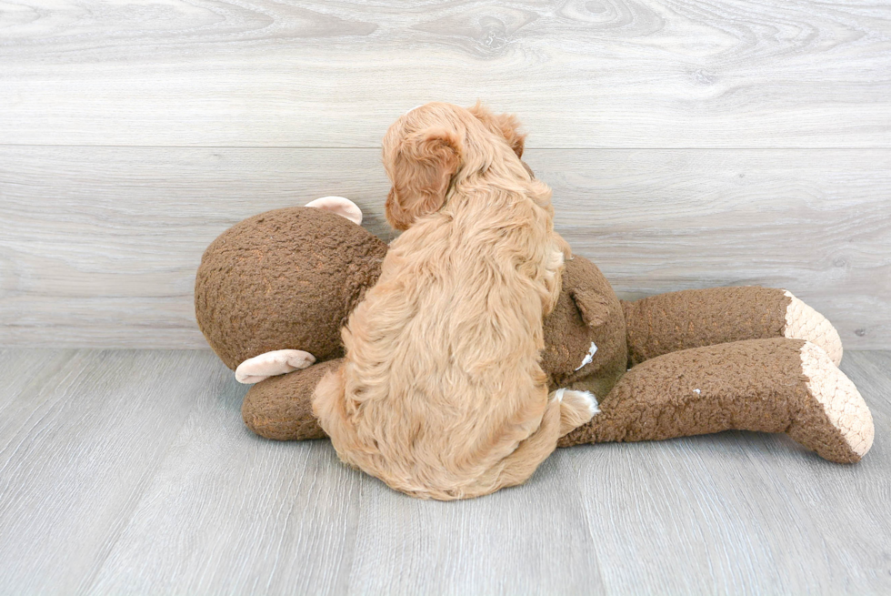 Little Cavoodle Poodle Mix Puppy