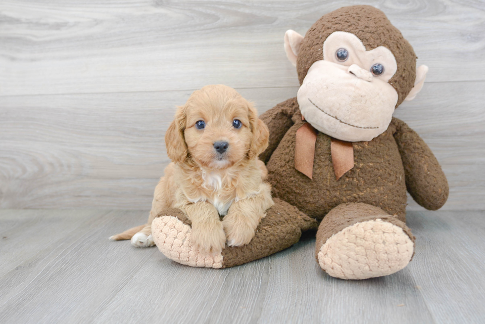 Best Cavapoo Baby