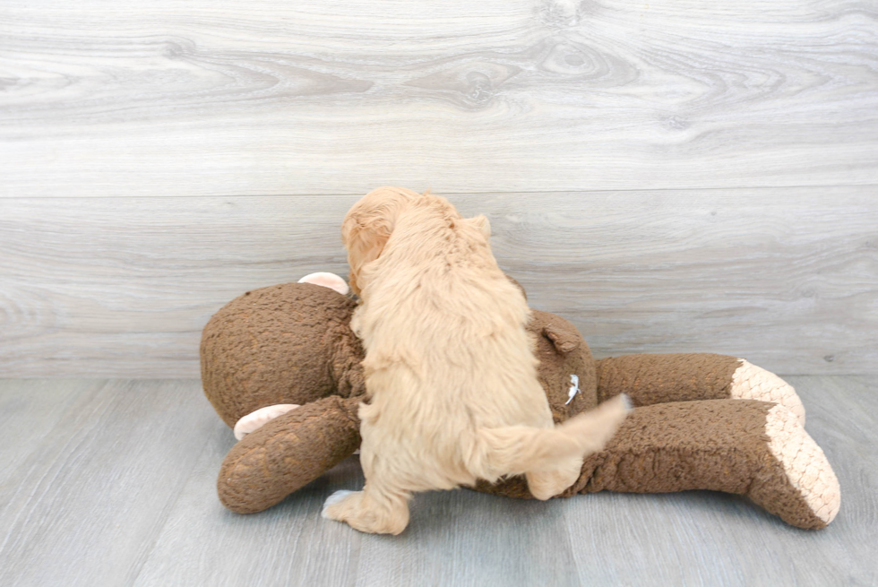 Cavapoo Pup Being Cute