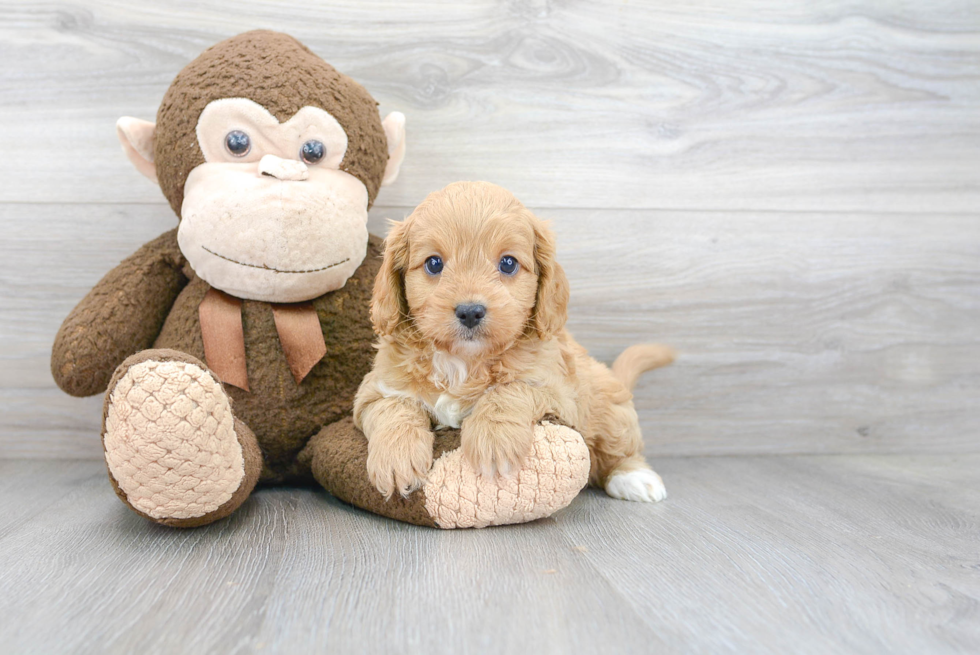 Cute Cavapoo Baby