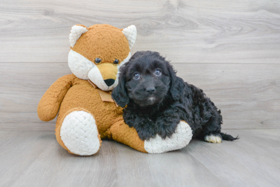 Small Cavapoo Baby