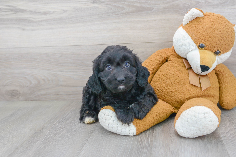 Little Cavoodle Poodle Mix Puppy