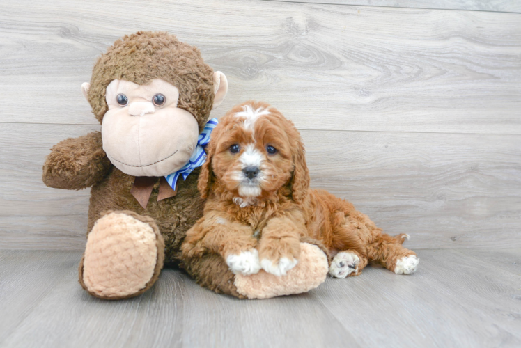 Smart Cavapoo Poodle Mix Pup