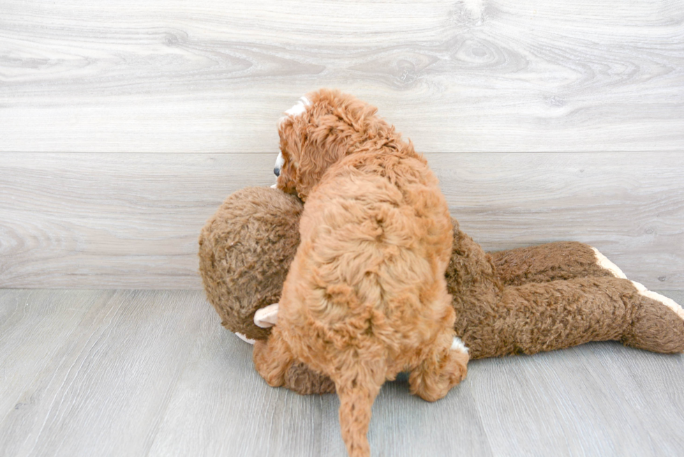 Little Cavoodle Poodle Mix Puppy