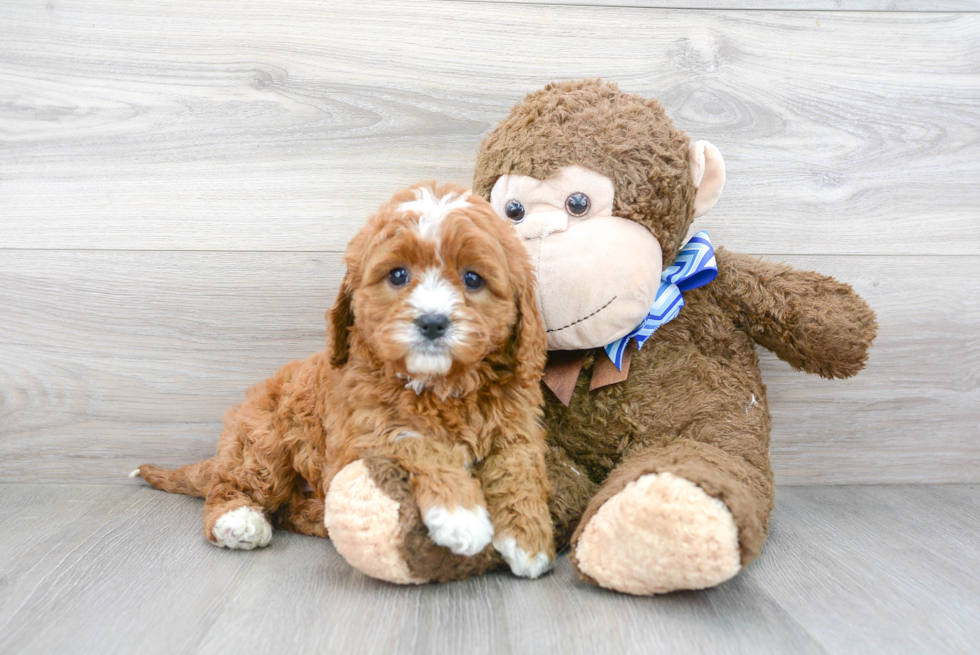 Cute Cavapoo Baby