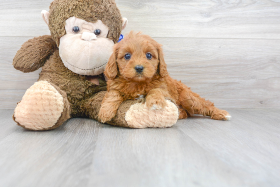 Cute Cavapoo Baby