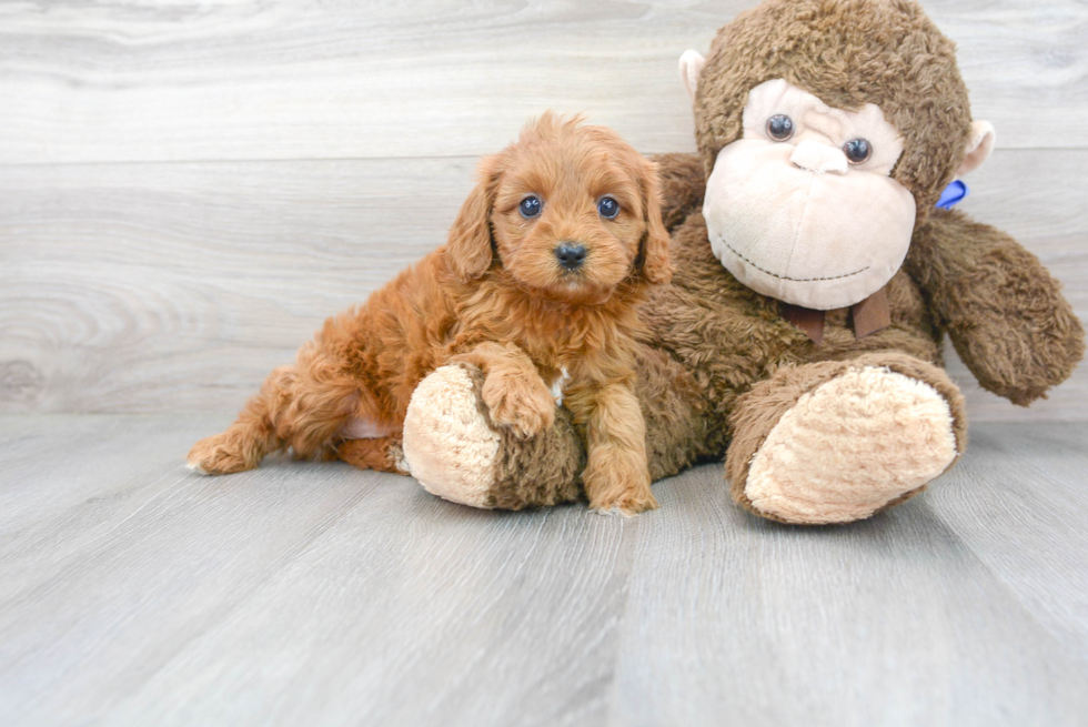 Adorable Cavoodle Poodle Mix Puppy