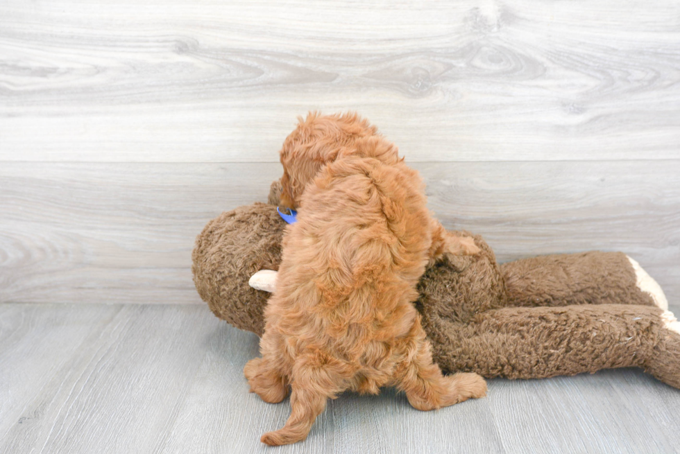 Energetic Cavoodle Poodle Mix Puppy