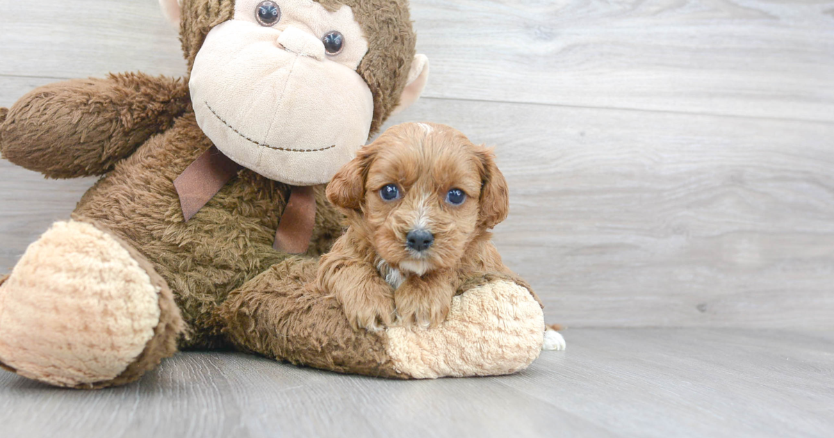 Sweet Cavapoo Edith: 2lb 15oz Doodle Puppy
