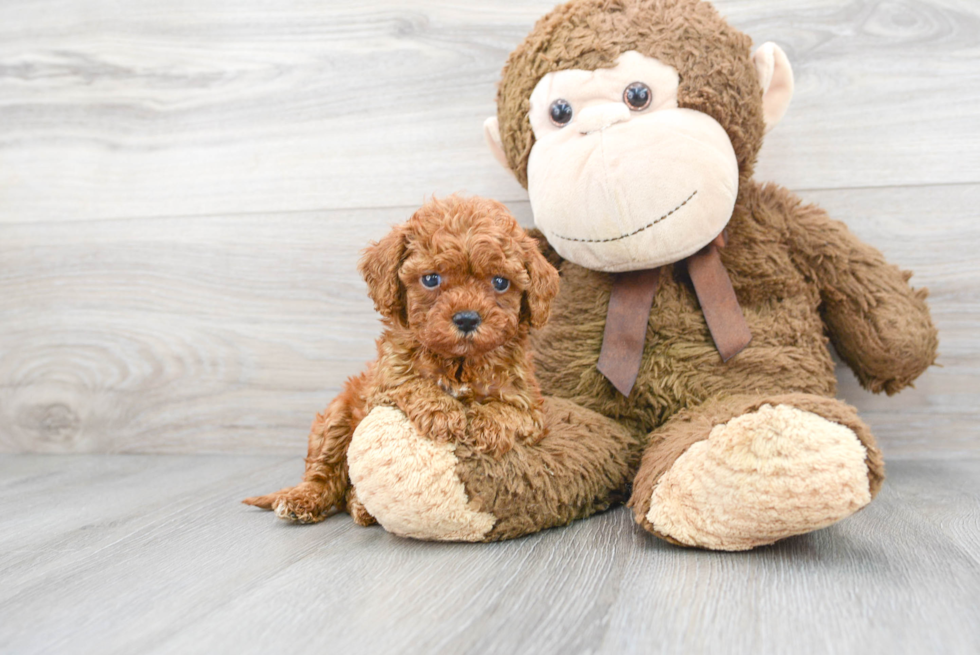 Popular Cavapoo Poodle Mix Pup