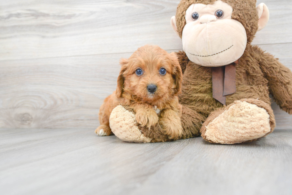 Cavapoo Puppy for Adoption