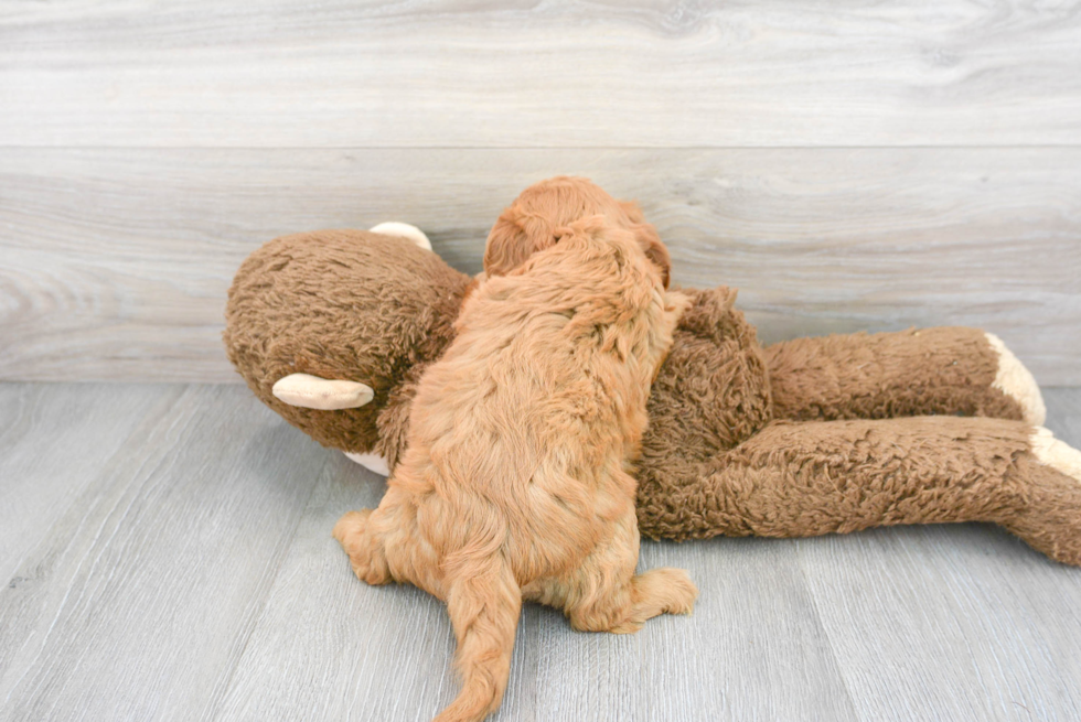 Adorable Cavoodle Poodle Mix Puppy