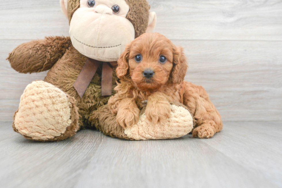 Cavapoo Pup Being Cute