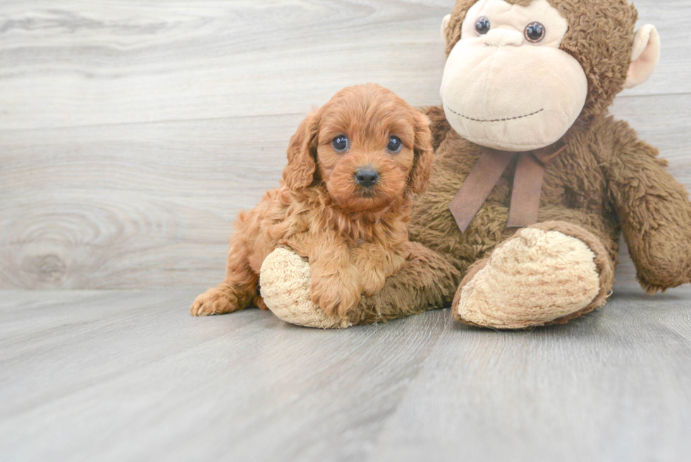 Cavapoo Pup Being Cute