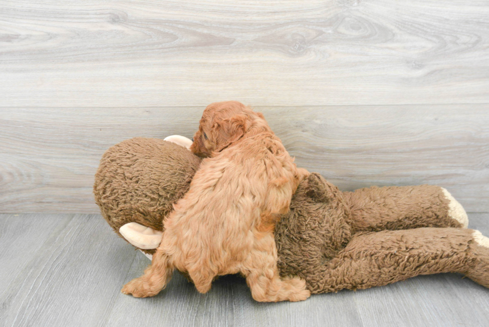 Cute Cavapoo Baby