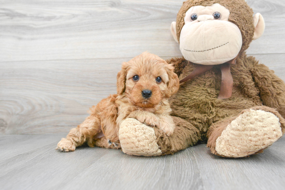 Petite Cavapoo Poodle Mix Pup