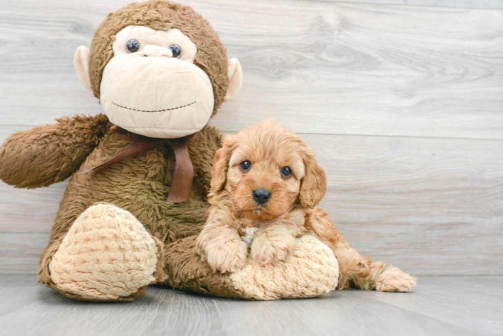 Cavapoo Pup Being Cute