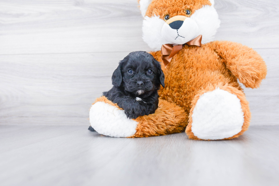 Adorable Cavoodle Poodle Mix Puppy