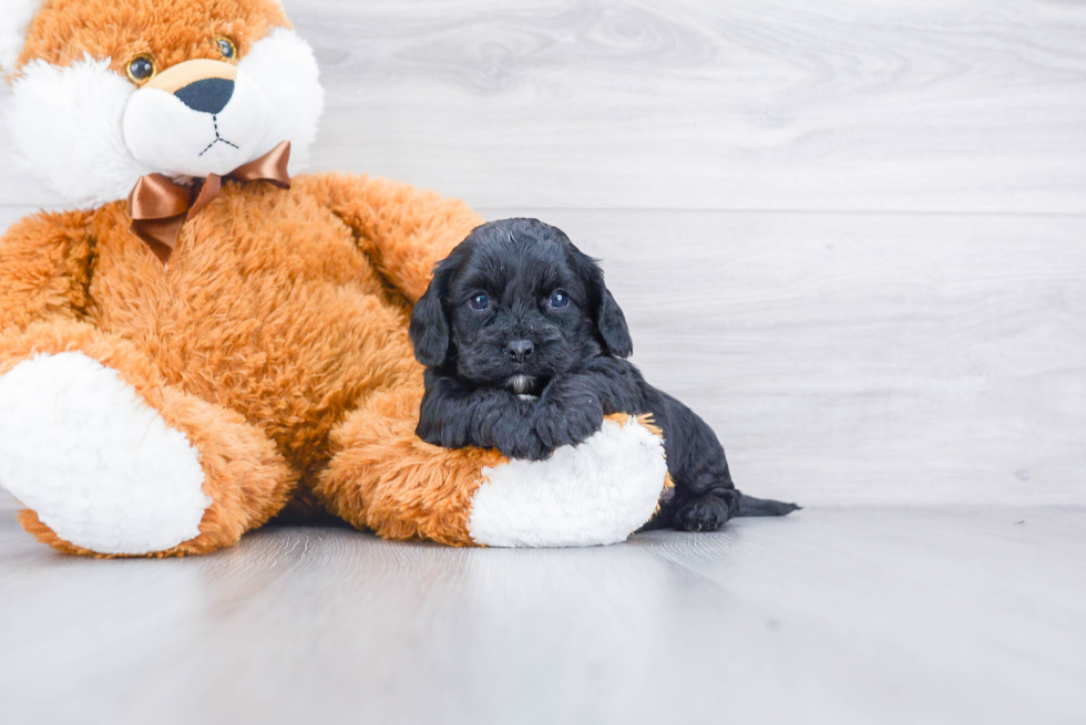 Cavapoo Pup Being Cute