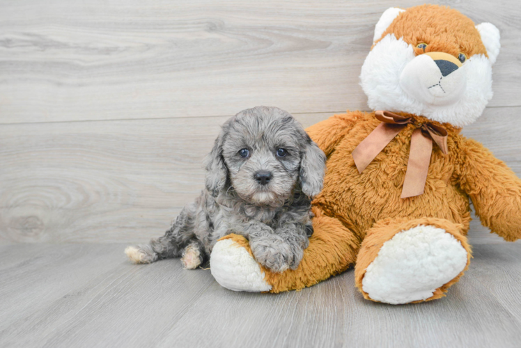 Best Cavapoo Baby