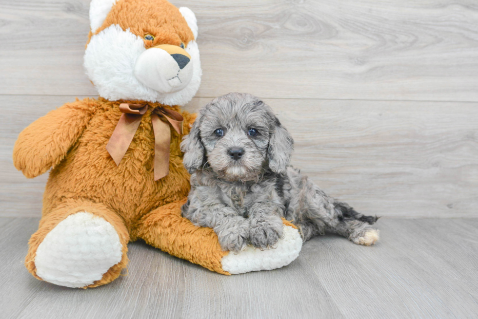 Cavapoo Pup Being Cute