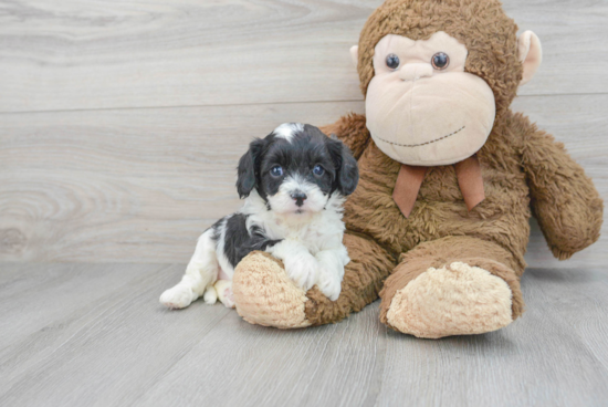 Cute Cavapoo Baby