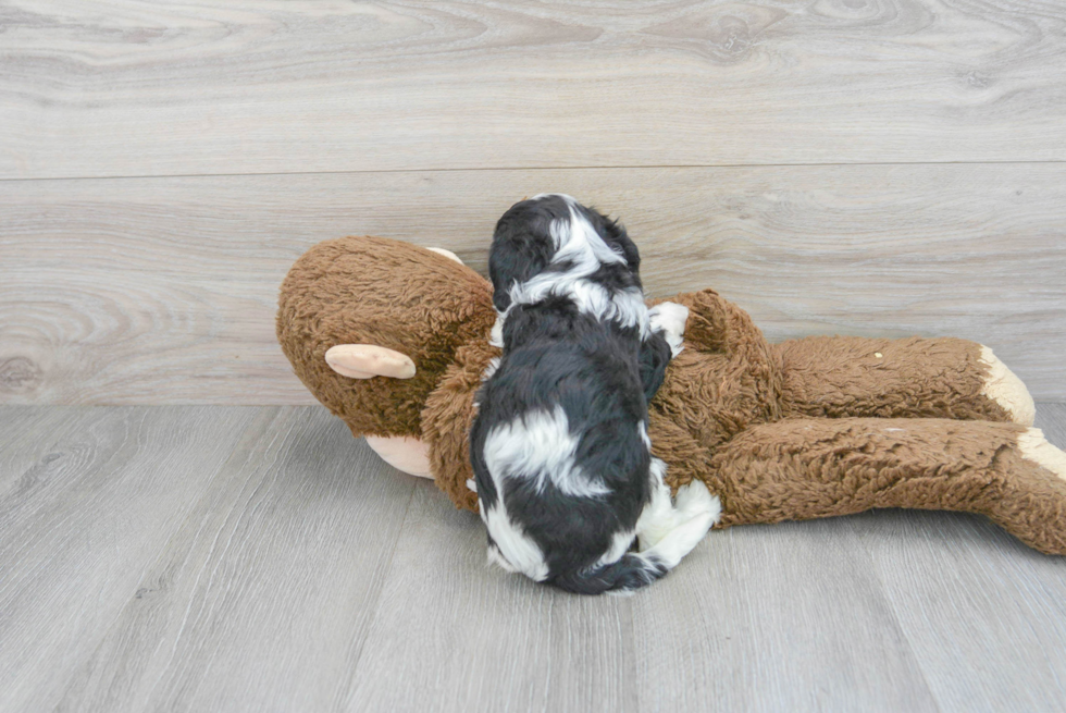 Cute Cavapoo Baby