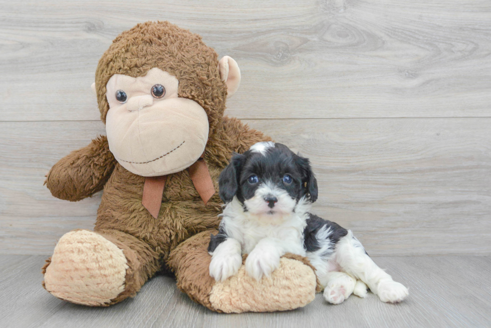 Best Cavapoo Baby