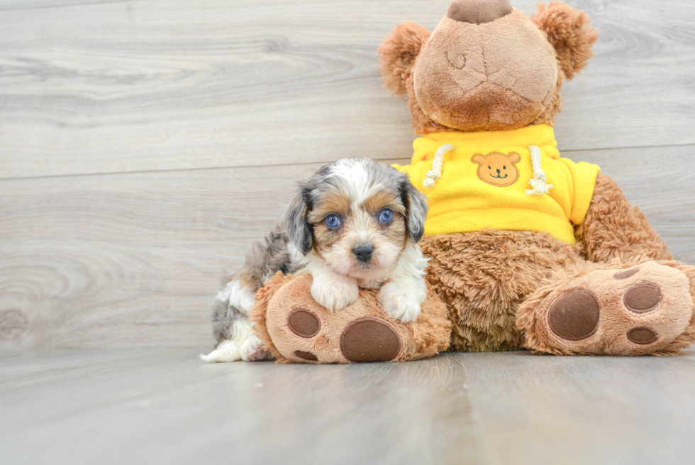 Best Cavapoo Baby