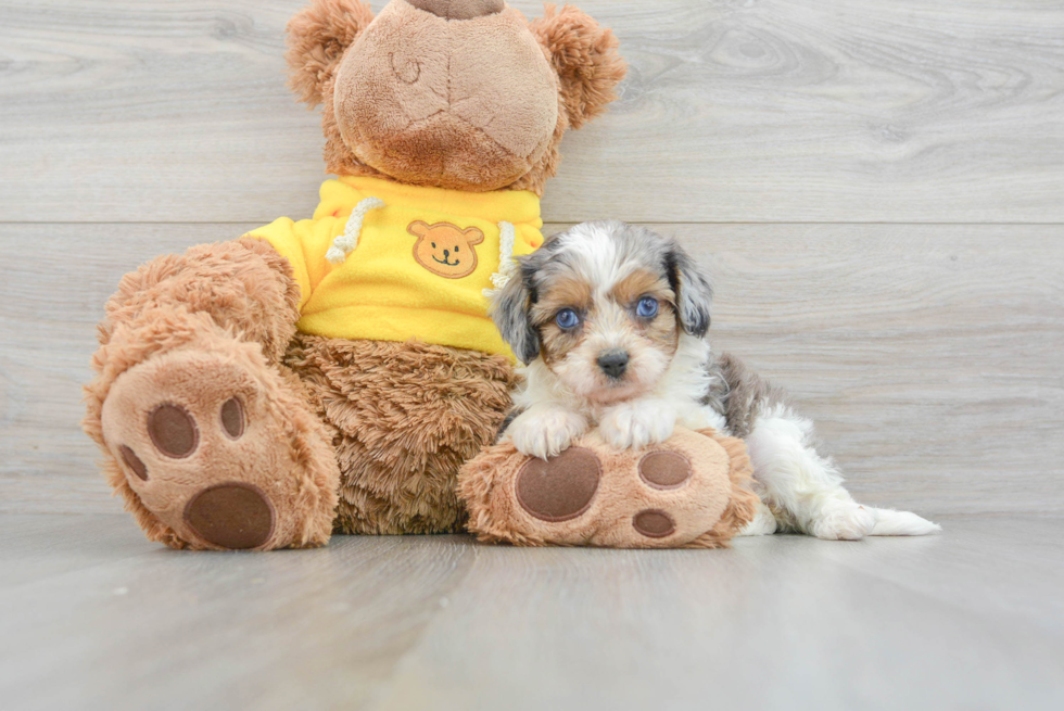 Cavapoo Puppy for Adoption