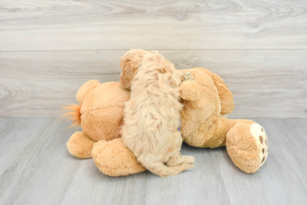 Energetic Cavoodle Poodle Mix Puppy