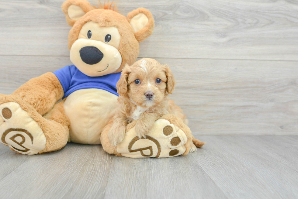 Cavapoo Pup Being Cute