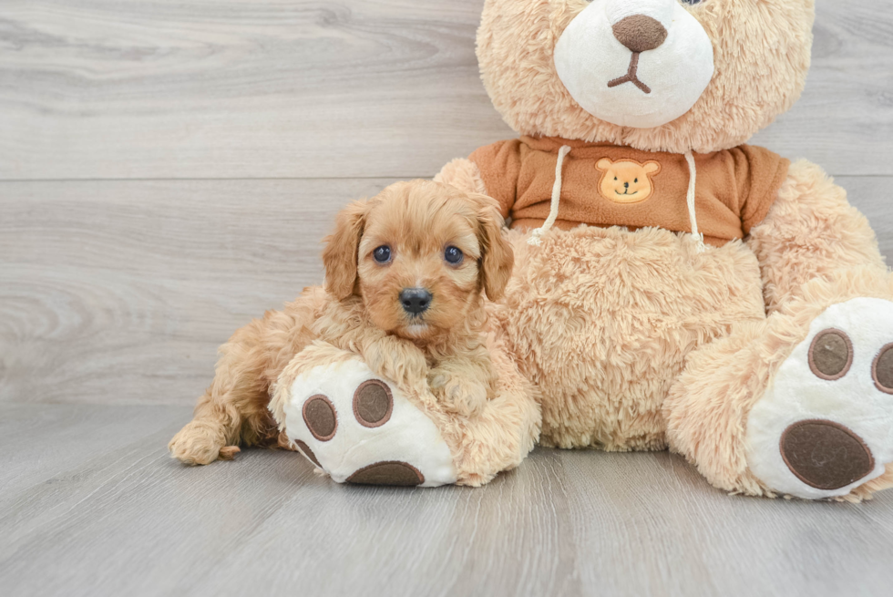 Cavapoo Pup Being Cute