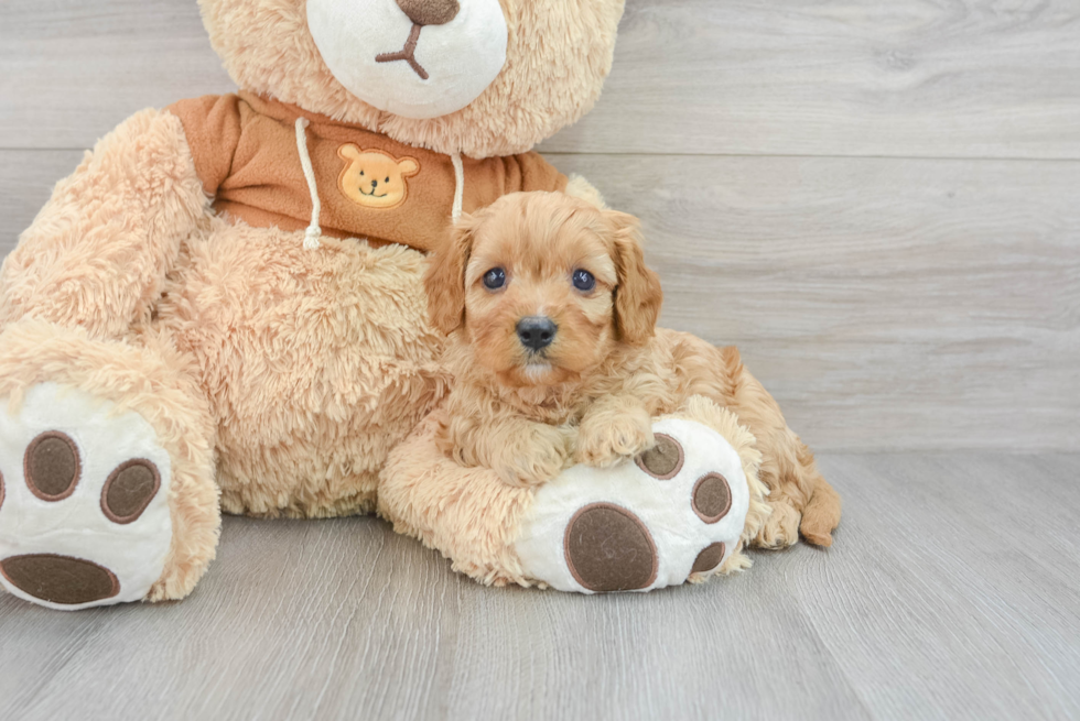 Friendly Cavapoo Baby