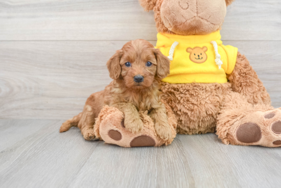 Popular Cavapoo Poodle Mix Pup