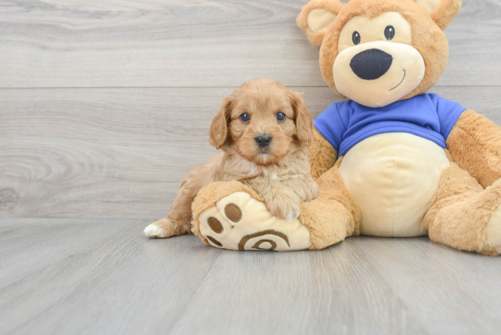 Friendly Cavapoo Baby